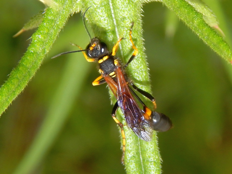 Sceliphron caementarium